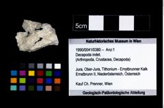 Foto (Objekt + Etikett) von Decapoda indet.  (NHMW-GEO-1990-0041-0380)